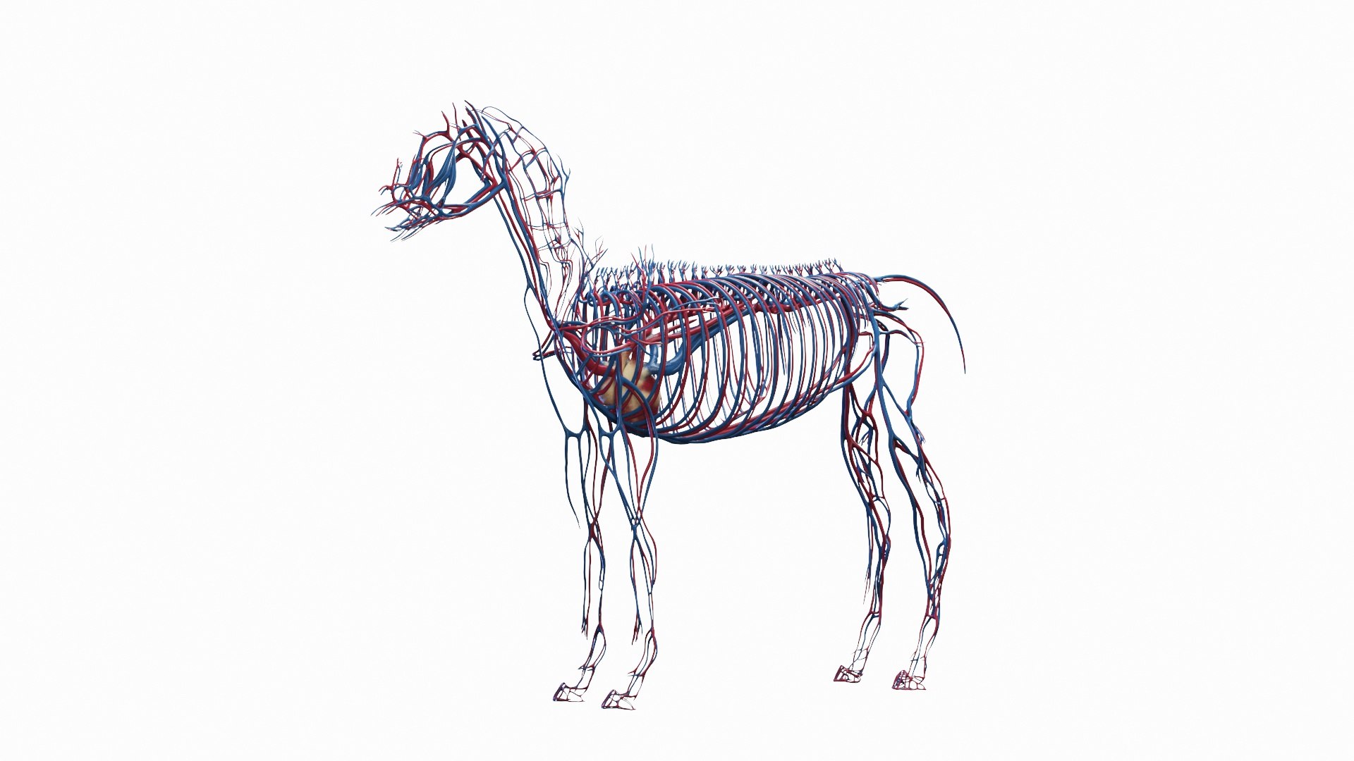 3D Full Horse Male Anatomy Static https://p.turbosquid.com/ts-thumb/k4/yxwrJI/or/horse_male_vascular_0000/jpg/1717423061/1920x1080/fit_q87/a06006bdadac862bfc4f2c52741cb9b8c5f31f4e/horse_male_vascular_0000.jpg