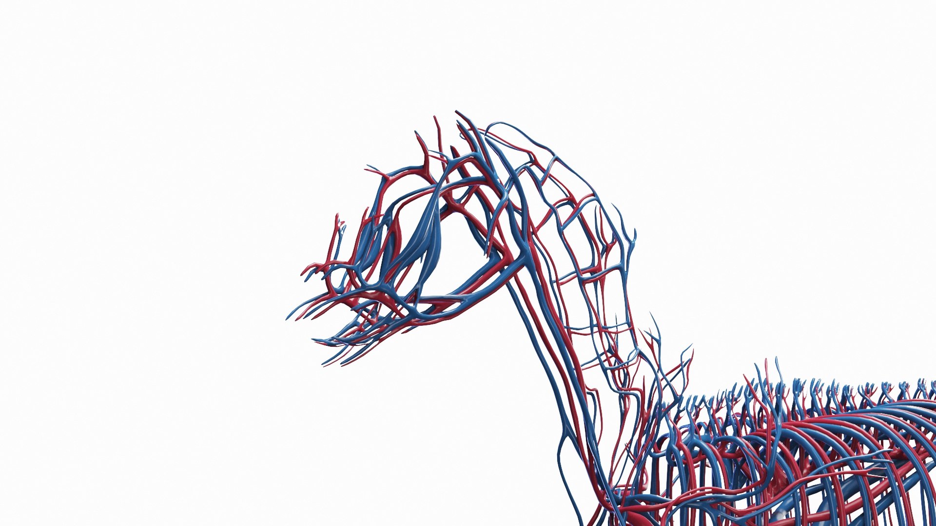3D Full Horse Male Anatomy Static https://p.turbosquid.com/ts-thumb/k4/yxwrJI/wO/horse_male_vascular_0005/jpg/1717423063/1920x1080/fit_q87/7253c12a2c93b629937aea27f2267ca0993eafda/horse_male_vascular_0005.jpg