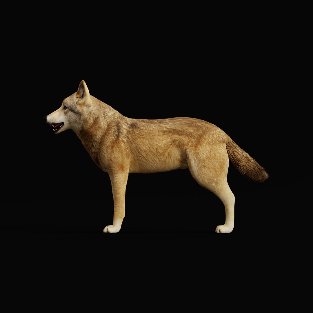 3D Eurasian Grey Wolf model https://p.turbosquid.com/ts-thumb/k5/3AE20P/6F/europeanwolfao_0003/jpg/1757792139/1920x1080/fit_q87/4fc019b78971790192621c375dac5228b317686a/europeanwolfao_0003.jpg