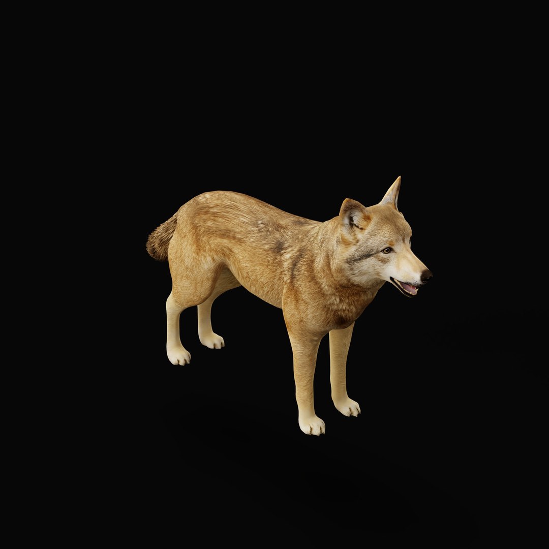 3D Eurasian Grey Wolf model https://p.turbosquid.com/ts-thumb/k5/3AE20P/7V/europeanwolfao_0006/jpg/1757792140/1920x1080/fit_q87/beb55f7ad624a49b1f2e3347da13f193e8c77a3d/europeanwolfao_0006.jpg