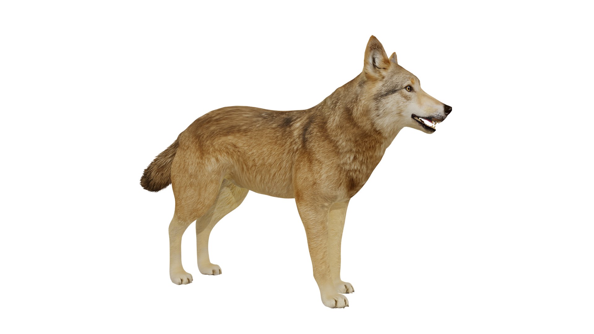 3D Eurasian Grey Wolf model https://p.turbosquid.com/ts-thumb/k5/3AE20P/Fa/european_wolf_preview1/png/1757792135/1920x1080/fit_q87/82643f2cbb3328a73d33aee2d46cefd308eefbf9/european_wolf_preview1.jpg