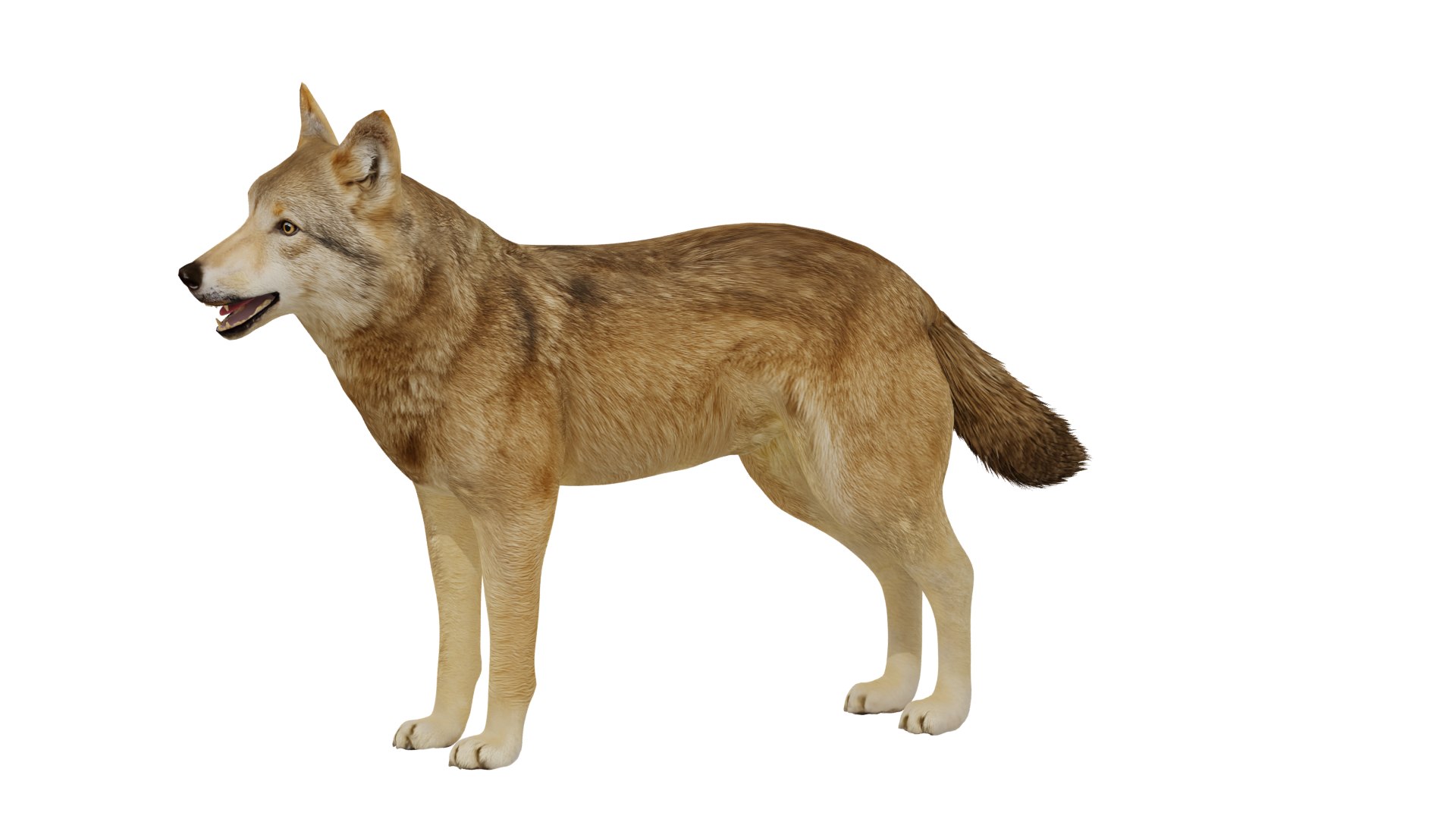 3D Eurasian Grey Wolf model https://p.turbosquid.com/ts-thumb/k5/3AE20P/Ft/european_wolf_preview3/png/1757792138/1920x1080/fit_q87/ccca2f8cb40797b438ffff9313ed9f1889c9457c/european_wolf_preview3.jpg