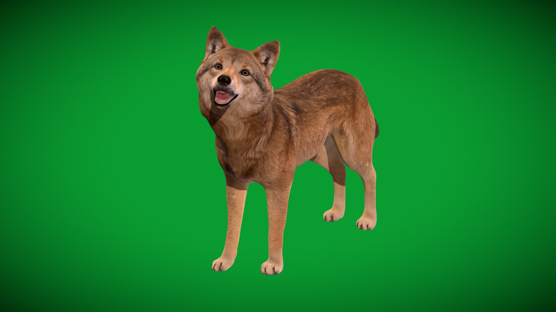 3D Eurasian Grey Wolf model https://p.turbosquid.com/ts-thumb/k5/3AE20P/Tu/eurasia_grey_wolf4/png/1757792116/1920x1080/fit_q87/38729900eda6ccadedfac85205cbd6e65499bda4/eurasia_grey_wolf4.jpg