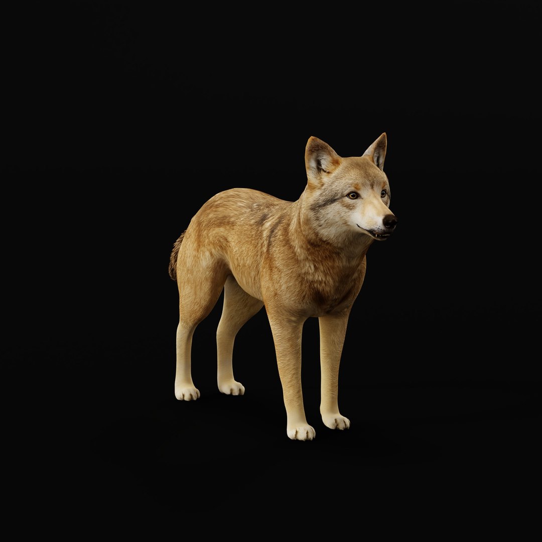 3D Eurasian Grey Wolf model https://p.turbosquid.com/ts-thumb/k5/3AE20P/Za/europeanwolfao/jpg/1757792136/1920x1080/fit_q87/34b3ed8fb4104041bd296951d09830a17f123b6e/europeanwolfao.jpg
