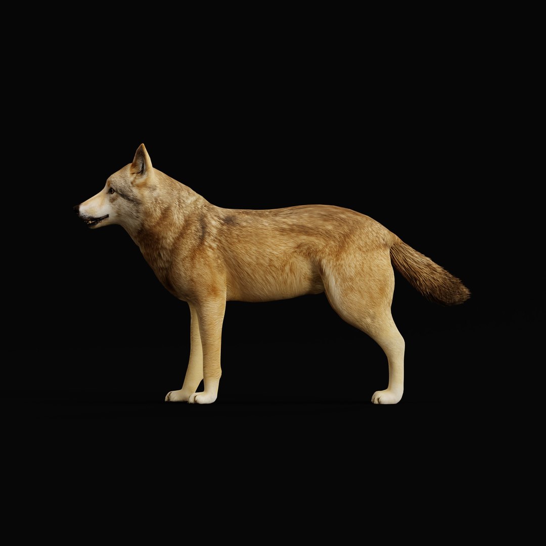 3D Eurasian Grey Wolf model https://p.turbosquid.com/ts-thumb/k5/3AE20P/wt/europeanwolfao_0000/jpg/1757792137/1920x1080/fit_q87/edd5b4a98ba56a76a75bdba499f61ccad8f6867c/europeanwolfao_0000.jpg