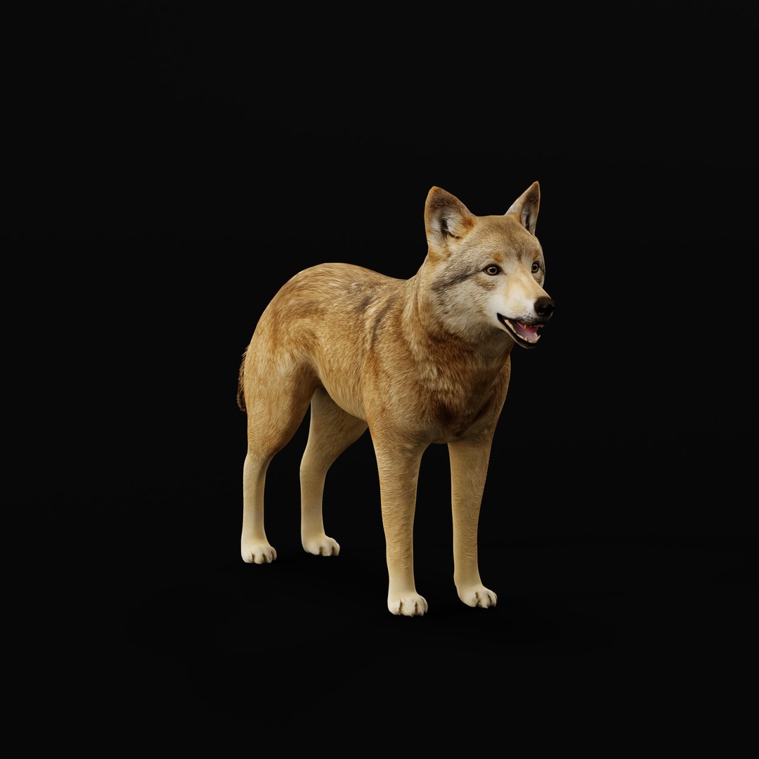 3D Eurasian Grey Wolf model https://p.turbosquid.com/ts-thumb/k5/3AE20P/xK/europeanwolfao_0005/jpg/1757792139/1920x1080/fit_q87/d2336d662d934bcf639ccd624b6840faa4396cad/europeanwolfao_0005.jpg