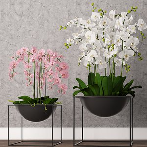 3D orchid model