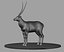 Antelope