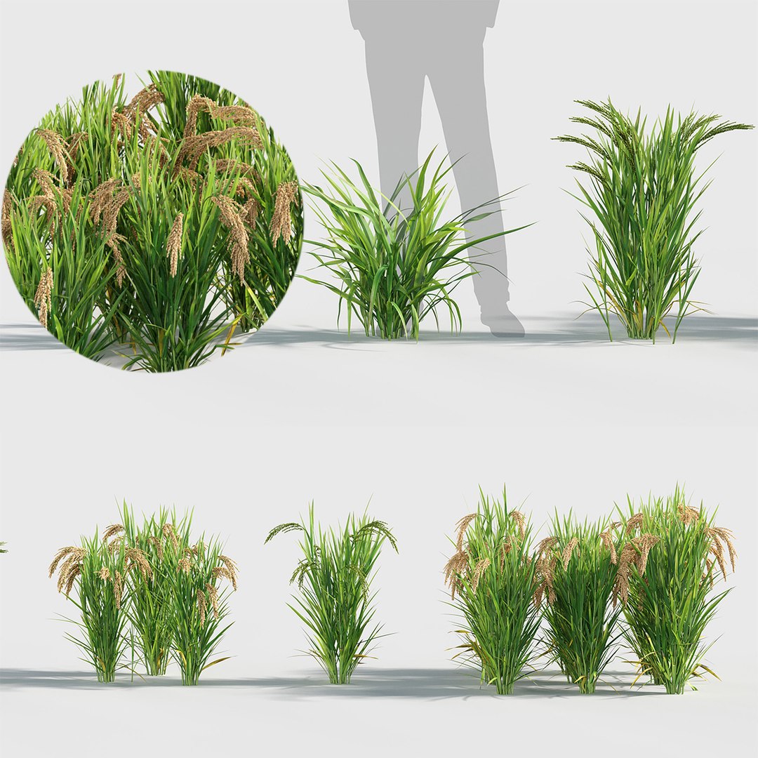 Oryza sativa - Asian rice 3D model 3D model https://p.turbosquid.com/ts-thumb/k5/Xi6cqP/66/gd_v19_oryza_sativa_tb/jpg/1787642664/1920x1080/fit_q87/721194d4413349da093372e9d83556c4f745d99b/gd_v19_oryza_sativa_tb.jpg