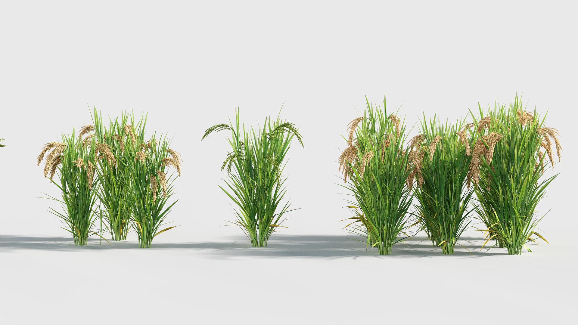 Oryza sativa - Asian rice 3D model 3D model https://p.turbosquid.com/ts-thumb/k5/Xi6cqP/Go/gd_v19_oryza_sativa_03/jpg/1787642671/1920x1080/fit_q87/ce673278109abf0fe7420117be927a734fd34695/gd_v19_oryza_sativa_03.jpg
