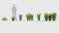 Oryza sativa - Asian rice 3D model