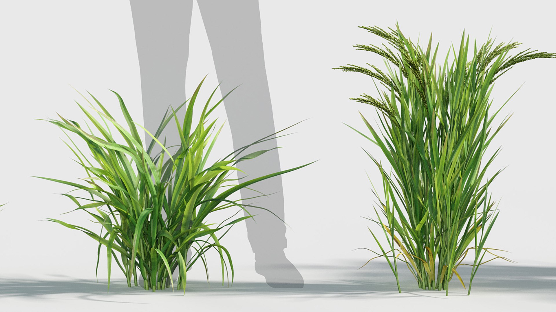 Oryza sativa - Asian rice 3D model 3D model https://p.turbosquid.com/ts-thumb/k5/Xi6cqP/eP/gd_v19_oryza_sativa_06/jpg/1787642675/1920x1080/fit_q87/4b044430239c9e6dd022d32af7f14b17309d9882/gd_v19_oryza_sativa_06.jpg