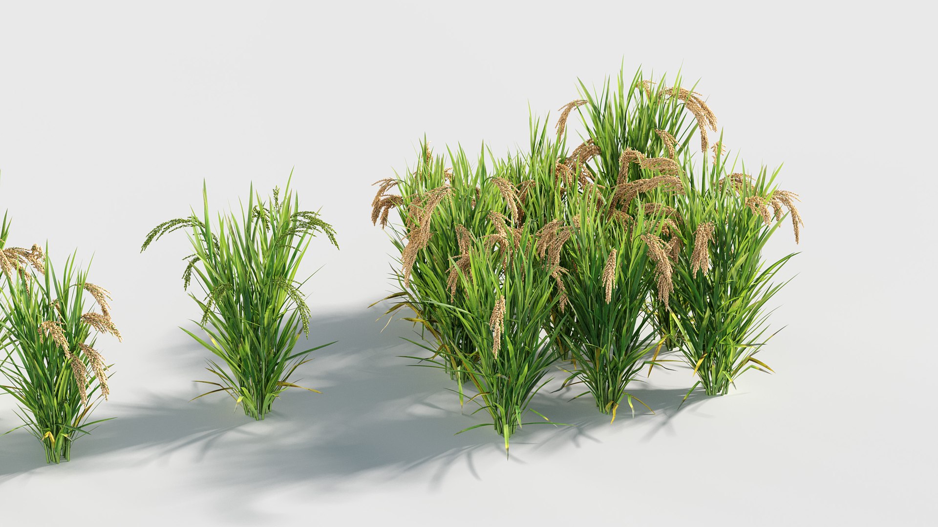 Oryza sativa - Asian rice 3D model 3D model https://p.turbosquid.com/ts-thumb/k5/Xi6cqP/fU/gd_v19_oryza_sativa_04/jpg/1787642672/1920x1080/fit_q87/8906ca5e455b421cb522b19a6a7b4304eb88fb07/gd_v19_oryza_sativa_04.jpg