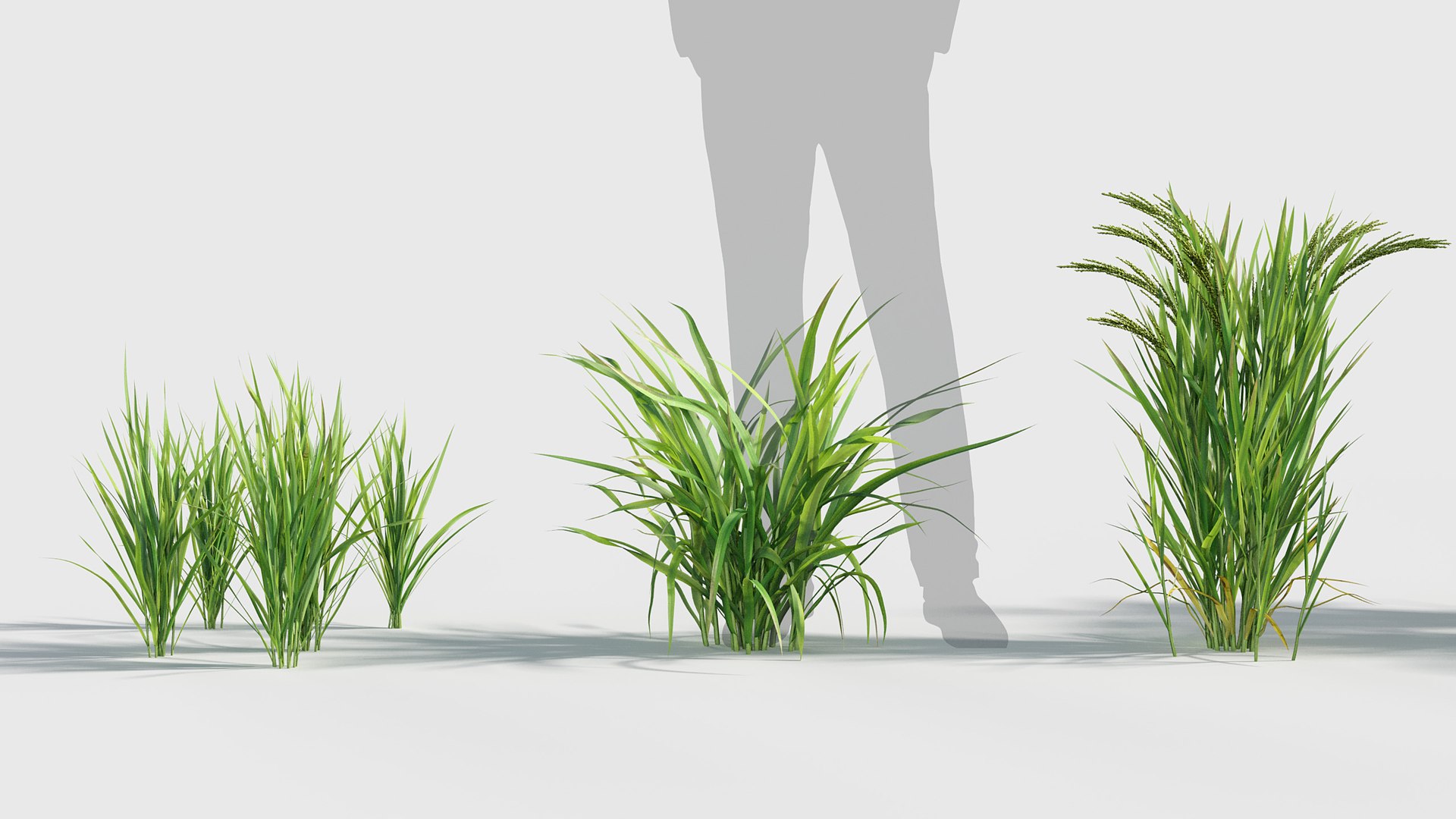 Oryza sativa - Asian rice 3D model 3D model https://p.turbosquid.com/ts-thumb/k5/Xi6cqP/nC/gd_v19_oryza_sativa_02/jpg/1787642671/1920x1080/fit_q87/0ccea6ace7e3e79ec0e580c7e3d1d8e001f45326/gd_v19_oryza_sativa_02.jpg