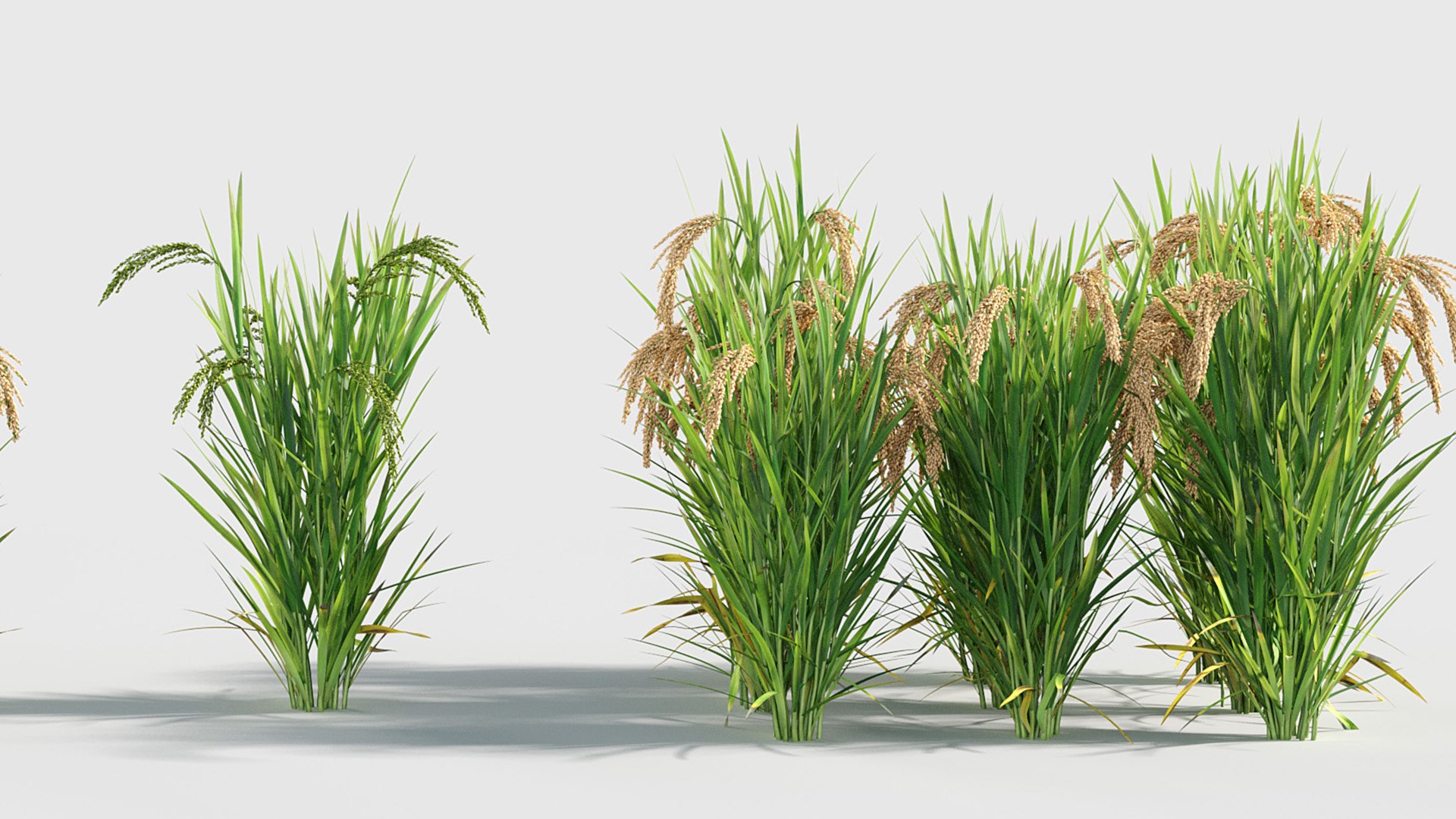 Oryza sativa - Asian rice 3D model 3D model https://p.turbosquid.com/ts-thumb/k5/Xi6cqP/zX/gd_v19_oryza_sativa_07/jpg/1787642661/1920x1080/fit_q87/1952dd19dde31edc92986b0f6e6978bf1dd5e12b/gd_v19_oryza_sativa_07.jpg