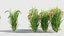 Oryza sativa - Asian rice 3D model