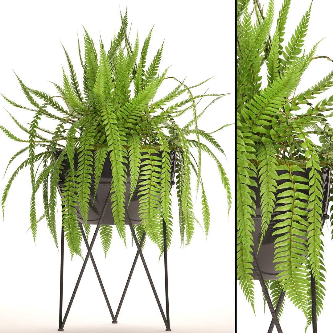 Fern 3D Model - TurboSquid 1168490