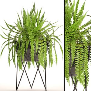 fern 3D model