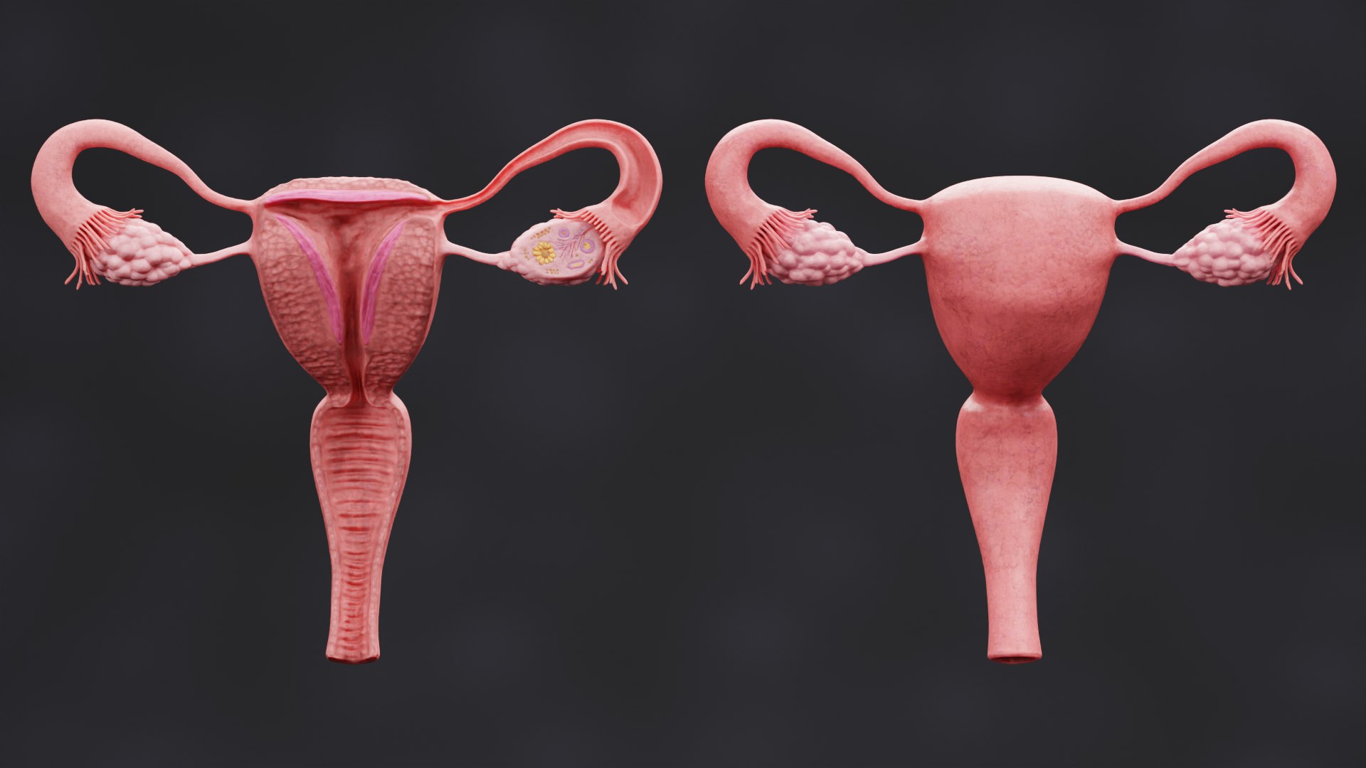 Female Reproductive System Set Model - TurboSquid 1775999
