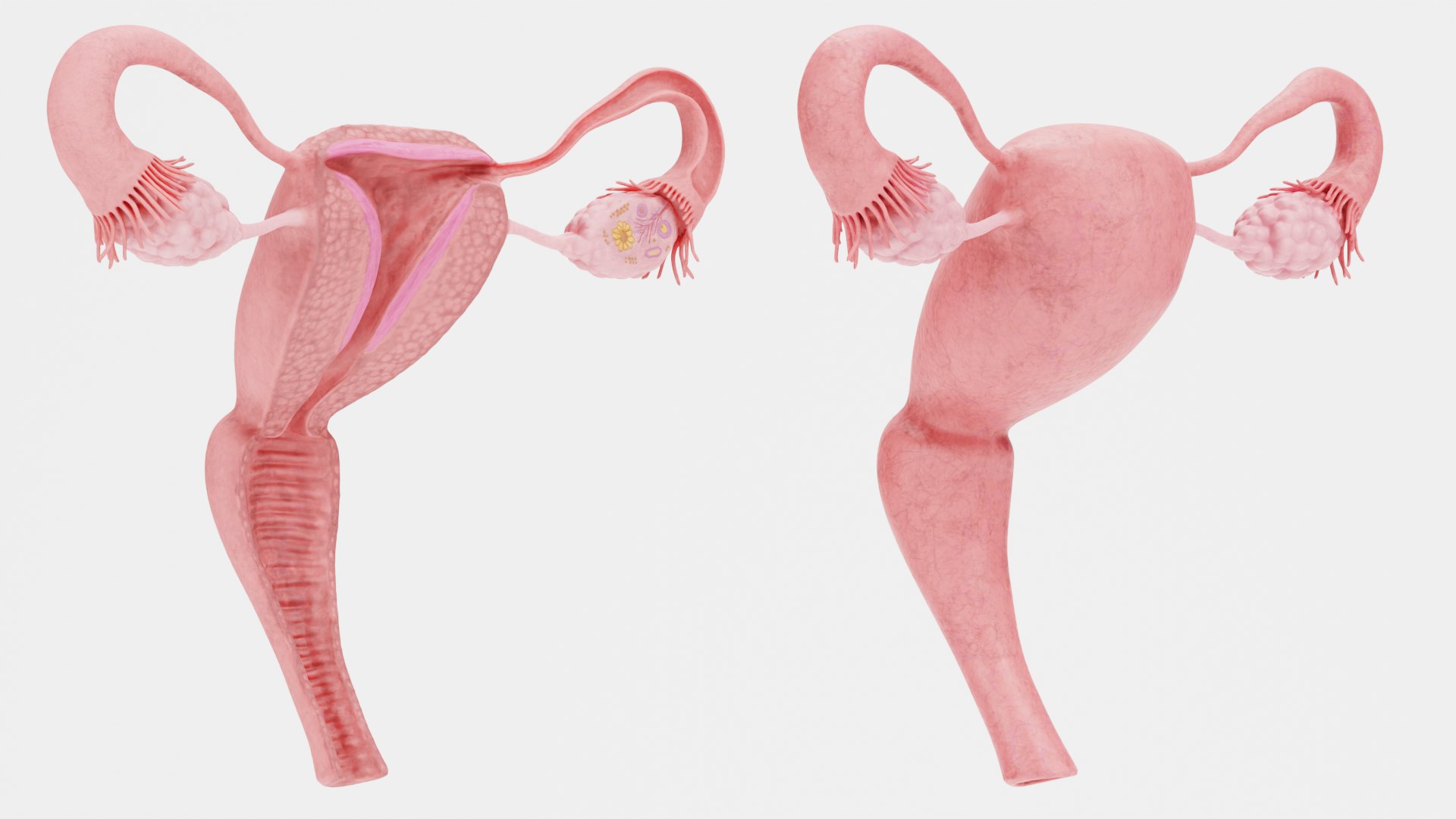 Female Reproductive System Set Model - TurboSquid 1775999