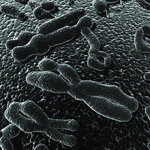 3D Chromosome Models Browse Download Formats TurboSquid 3D Chromosome Models Browse Download Formats TurboSquid