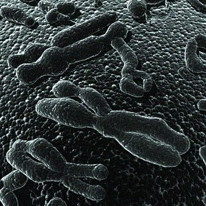 Chromosomes HD