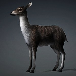 3D model Deer-D3