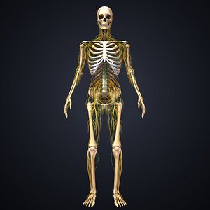 skeleton nerves lymph 3D model