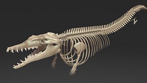 dinosaur basilosaurus skeleton skull 3D model