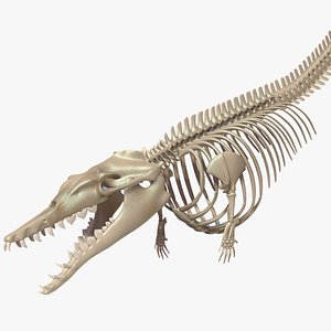 dinosaur basilosaurus skeleton skull 3D model