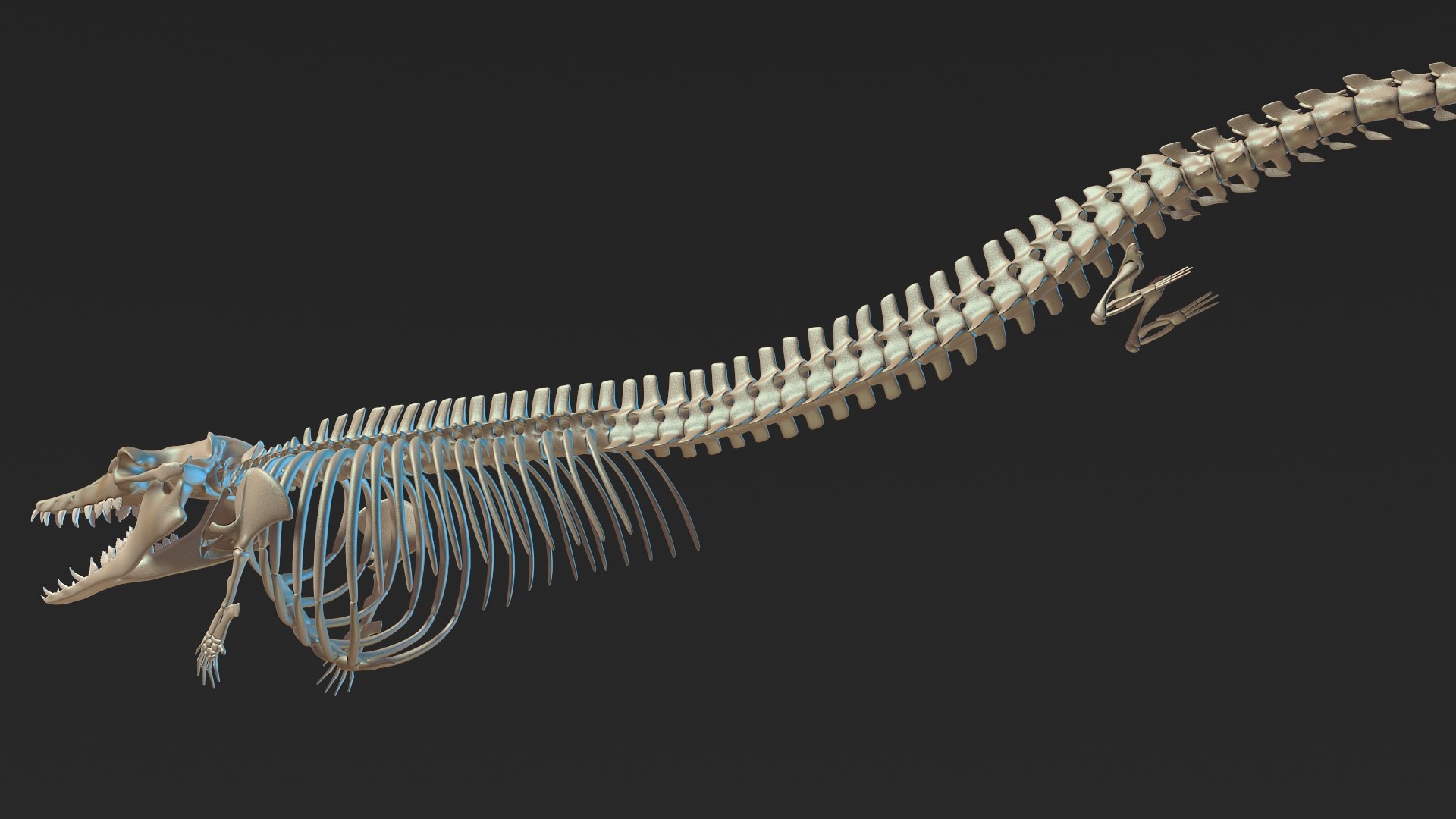 Dinosaur Basilosaurus Skeleton Skull 3D Model - TurboSquid 1597145