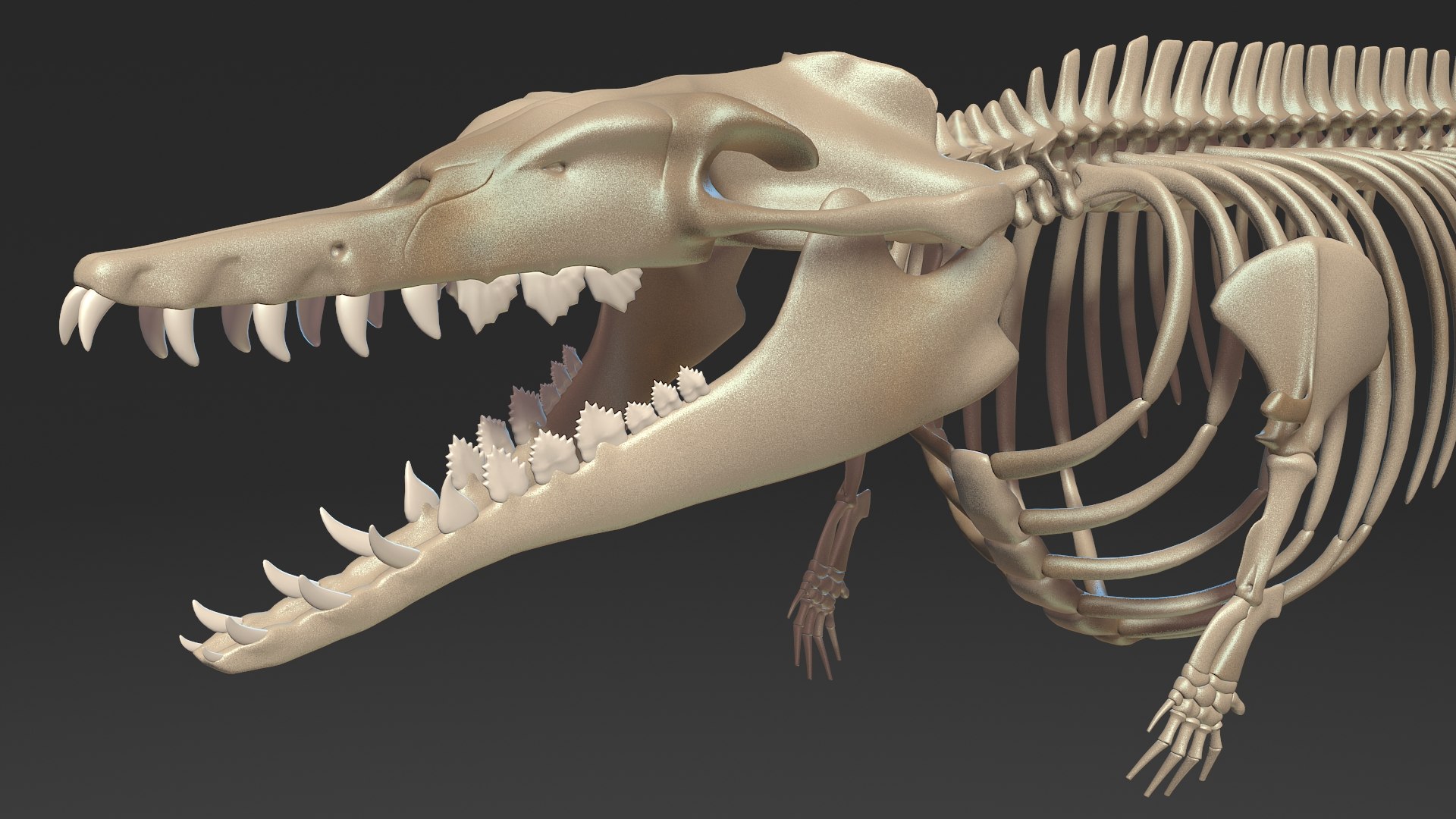 Dinosaur Basilosaurus Skeleton Skull 3D Model - TurboSquid 1597145