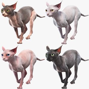 Sphynx Cats Collection  Animated
