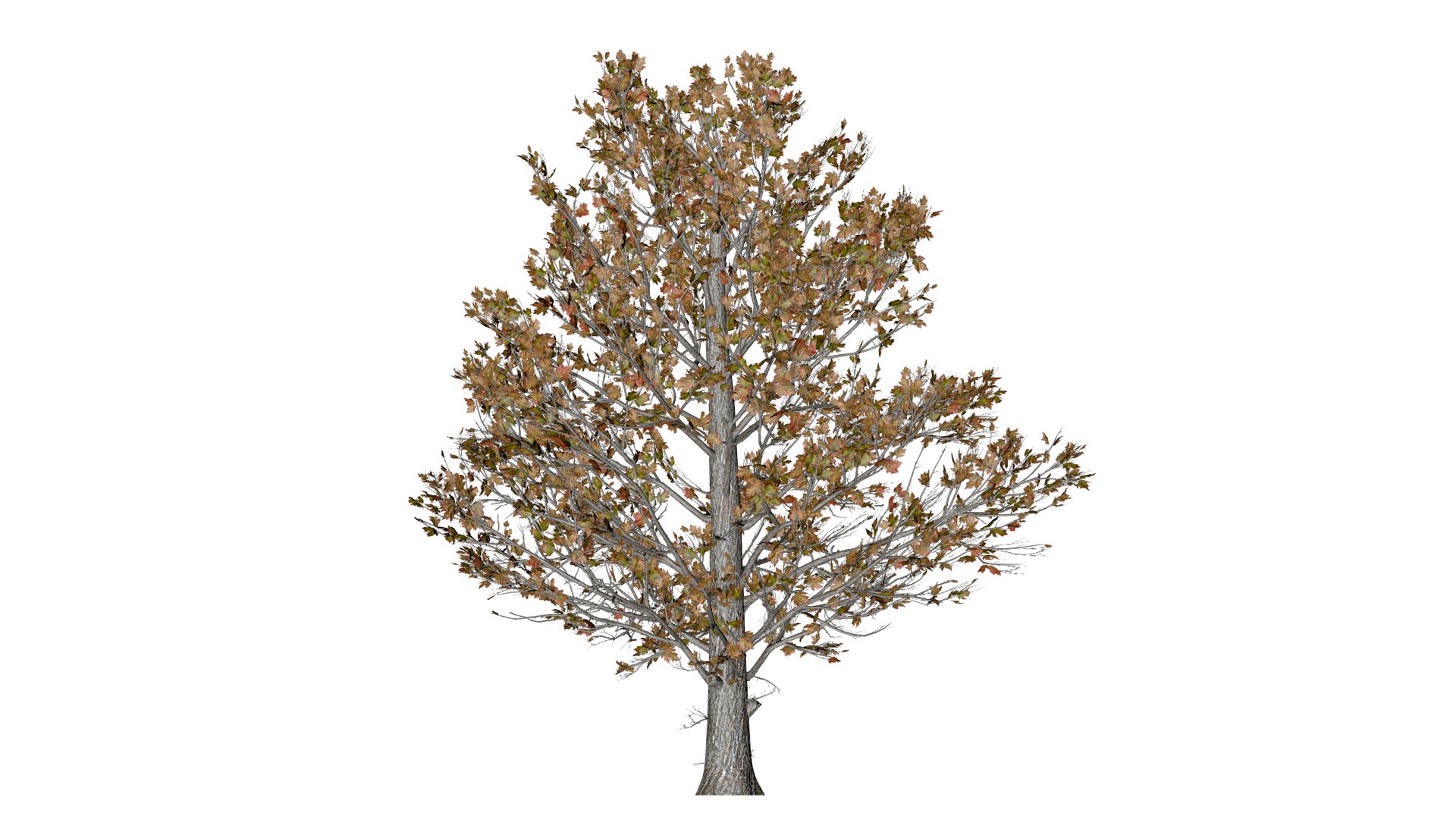 Sugar Maple Tree in Fall - 03 - 3D model https://p.turbosquid.com/ts-thumb/k6/Y7gsnT/6c/sug_32/png/1742307658/1920x1080/fit_q87/90ebdb9bb5d78c523d3991d0afaf5617957a4709/sug_32.jpg