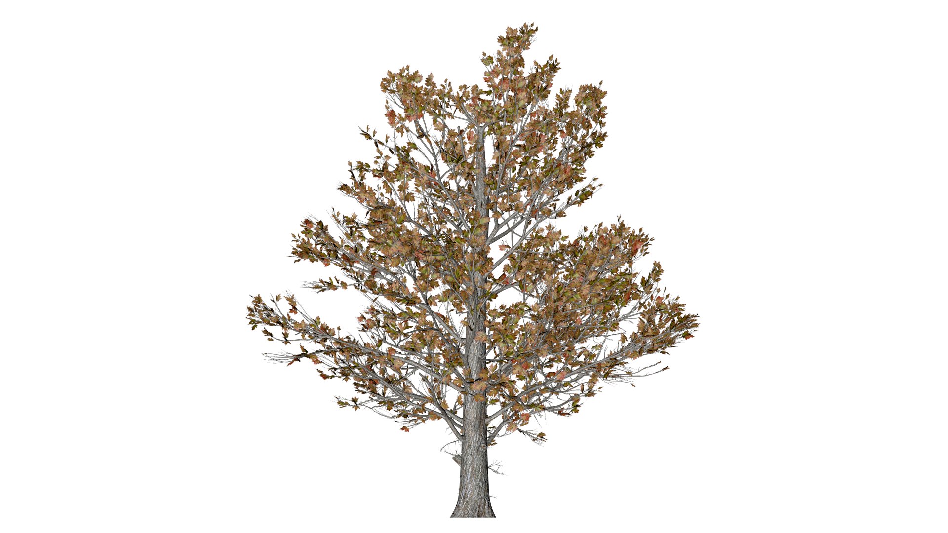 Sugar Maple Tree in Fall - 03 - 3D model https://p.turbosquid.com/ts-thumb/k6/Y7gsnT/IV/sug_3/png/1742307658/1920x1080/fit_q87/754549b3e780032e5651d4583b16e02802048c0a/sug_3.jpg