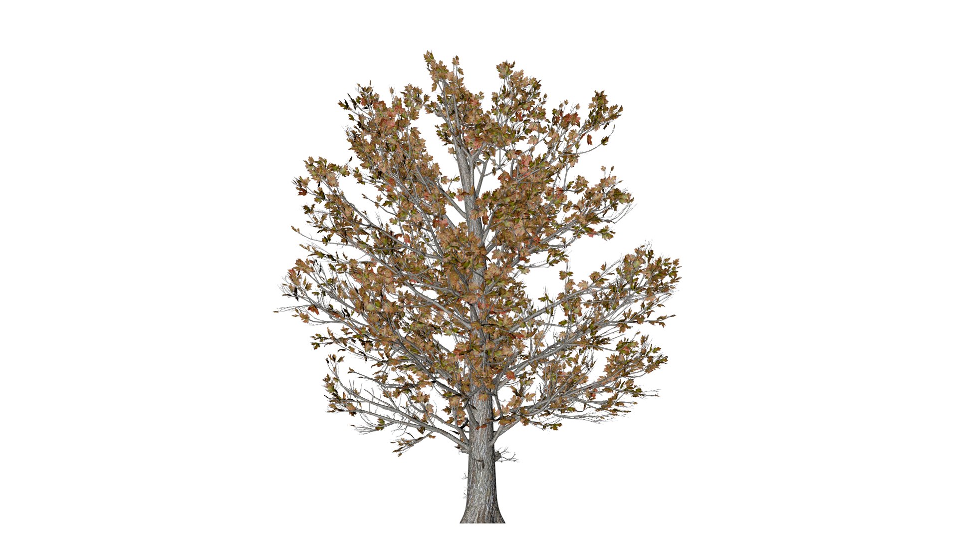 Sugar Maple Tree in Fall - 03 - 3D model https://p.turbosquid.com/ts-thumb/k6/Y7gsnT/Z6/sug_33/png/1742307658/1920x1080/fit_q87/755e9c8bcdc15f8e138228a6bbb503cdc6b3d2ef/sug_33.jpg
