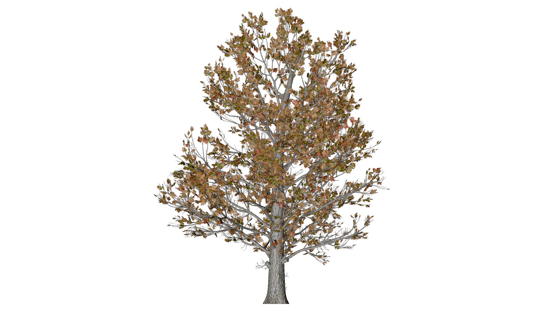 Sugar Maple Tree in Fall - 03 - 3D model https://p.turbosquid.com/ts-thumb/k6/Y7gsnT/dX/sug_31/png/1742307658/1920x1080/fit_q87/694a2543479cc8a9327dfb2bcd0a2fdbefcd3852/sug_31.jpg
