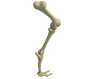 Animal Leg Femur