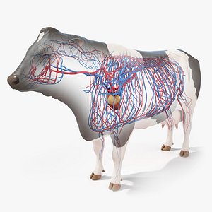 3D Cow Body Skeleton and Vascular System Static
