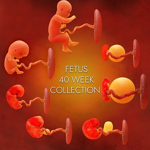 fetus development 3D model