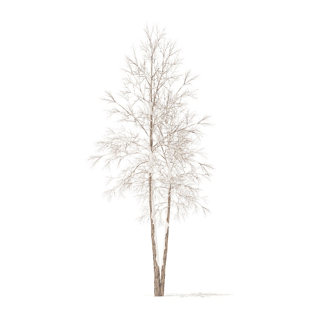 river birch snow 4 3D model https://p.turbosquid.com/ts-thumb/k6/pBLLPY/vw1bMOKw/cgaxis_models_100_5400/jpg/1525764347/1920x1080/fit_q87/a054d10f0b917aa668d75510335b3a24fea9f05f/cgaxis_models_100_5400.jpg