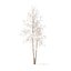 River Birch with Snow 3D Model 4.9m