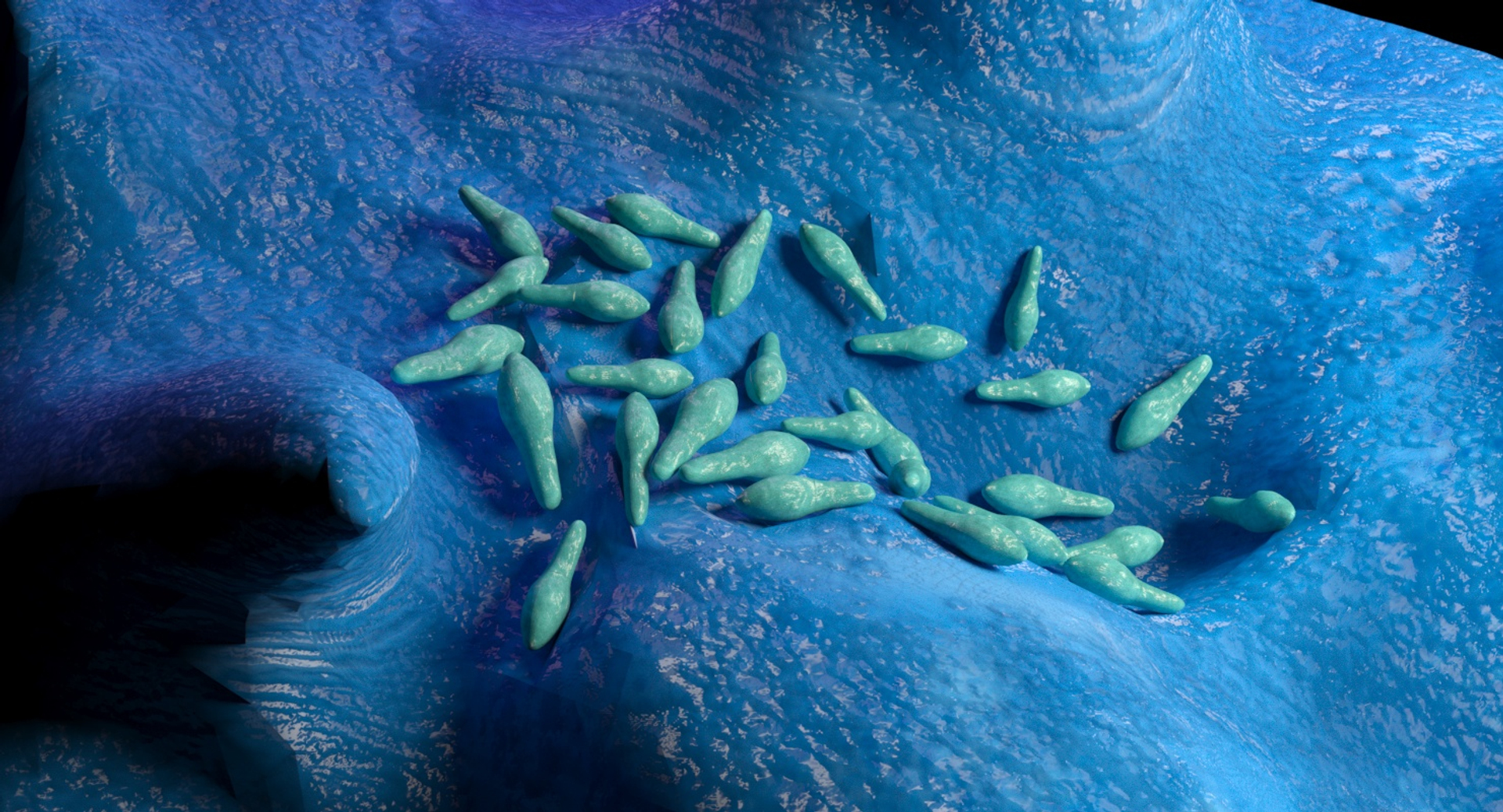 Clostridium model - TurboSquid 1320627