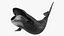 Swimming Bowhead Whale