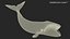 Swimming Bowhead Whale