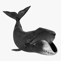 Swimming Bowhead Whale
