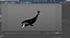 Swimming Bowhead Whale