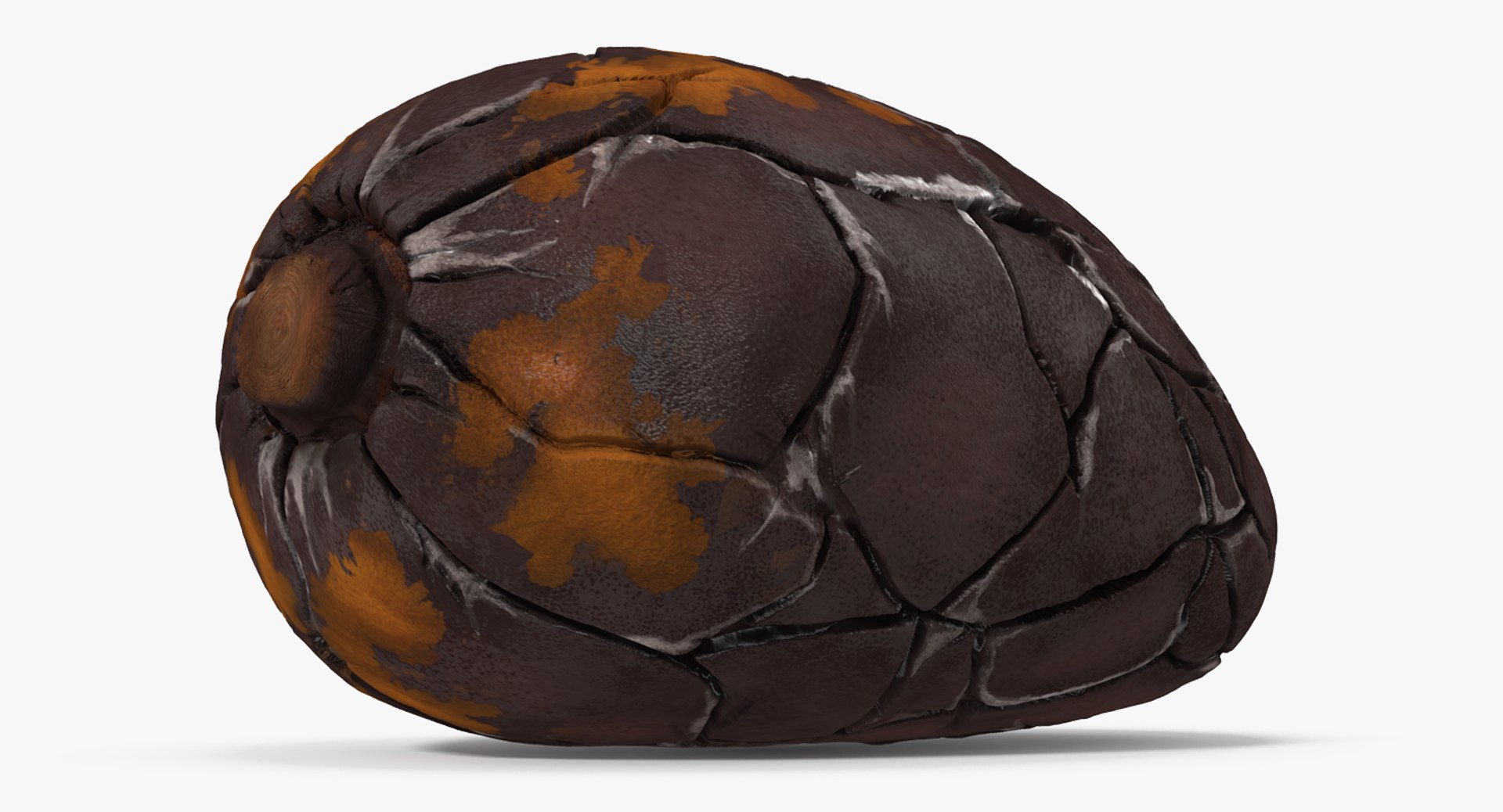 Cacao Bean 3D Model 3D model preview