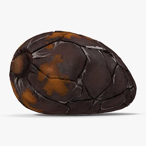3D cacao bean model