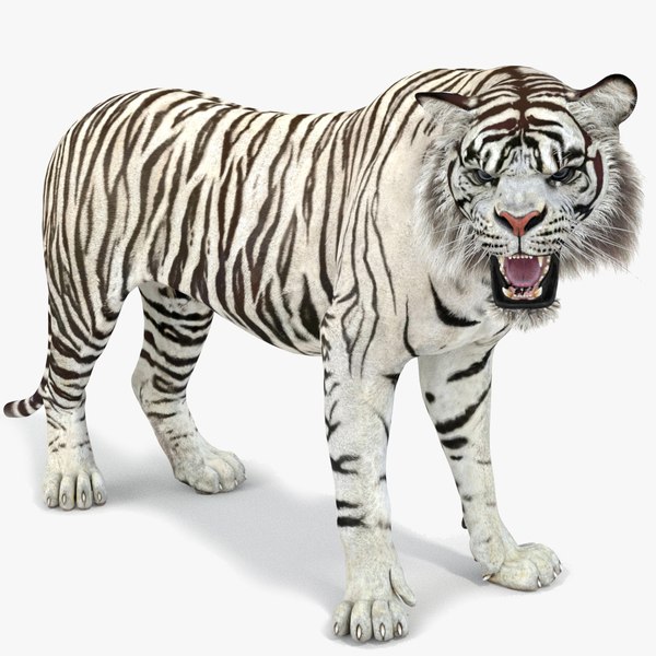 white tiger rigged 2 3D model